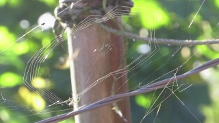 Free Biggest Stock Footage Site, Spider Web, Web, Trap, Spider, Cobweb