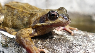 Free Bird Flying Stock Footage, Amphibian, Frog, Animal, Peeper, Tailed Frog