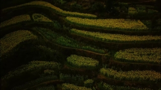 Free Bird Stock Footage, Maze, Landscape, Agriculture, Rural, Field