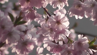 Free Bird Stock Video, Spring, Flower, Blossom, Plant, Shrub