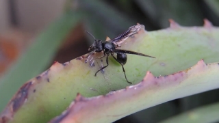 Free Black Motion Background, Ant, Insect, Arthropod, Fly, Close