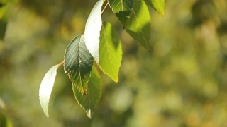 Free Blackbox Stock Footage, Tree, Woody Plant, Plant, Leaf, Leaves