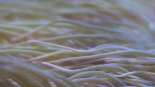 Free Blizzard Stock Footage, Sea Anemone, Invertebrate, Texture, Pattern, Sand