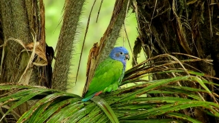 Free Blood Splatter Stock Footage, Indigo Bunting, Bird, Bunting, Parrot, Finch