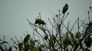 Free Bokeh Stock Footage, Bird, Bee Eater, Bud, Tree, Close