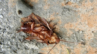 Free Bowling Stock Footage, Cockroach, Insect, Arthropod, Invertebrate, Brown