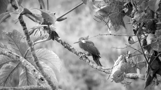 Free Brain Stock Footage, Bird, Tree, Wildlife, Branch, Hawk