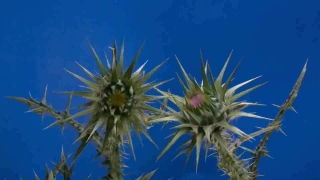 Free Budget Films Stock Footage, Sea Holly, Vascular Plant, Shrub, Plant, Woody Plant