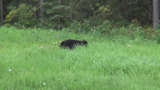 Free Building Stock Video, Bear, Mammal, Wild, Wildlife, Grass