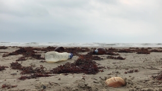 Free Bus Stock Footage, Conch, Sand, Gastropod, Mollusk, Beach