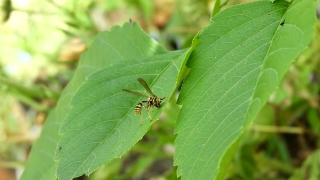 Free Business Stock Footage, Insect, Arthropod, Ant, Invertebrate, Close