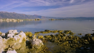 Free Buy Stock Footage, Gorse, Shrub, Water, Landscape, Ocean