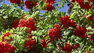 Free Buy Stock Video, Cockscomb, Vascular Plant, Herb, Plant, Shrub