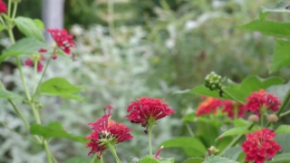 Free Buy Video Clips, Bee Balm, Herb, Plant, Vascular Plant, Flower