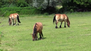 Free Cartoon Stock Footage, Horse, Horses, Grass, Farm, Animal