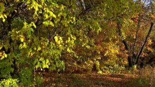 Free Cgi Stock Footage, Tree, Woody Plant, Vascular Plant, Plant, Forest