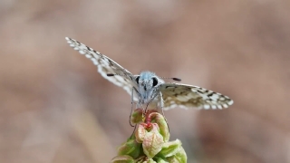 Free Christian Stock Footage, Insect, Dragonfly, Arthropod, Close, Butterfly