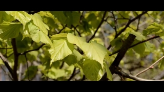 Free Christmas Looping Background Video, Plant, Herb, Vascular Plant, Leaf, Leaves