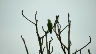 Free Chroma Key Background, Bee Eater, Bird, Tree, Branch, Sky