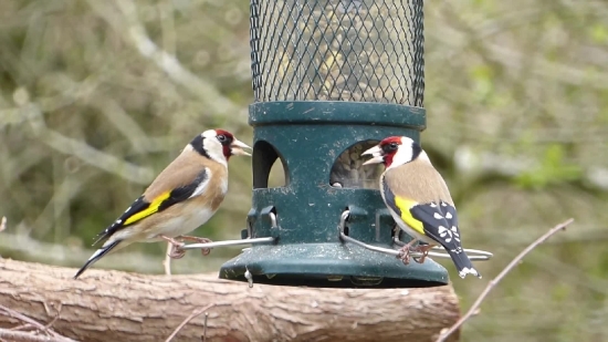 Free Chroma Key Background, Goldfinch, Finch, Bird, Wildlife, Feather