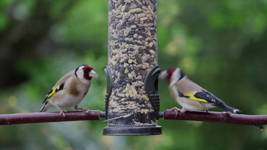 Free Chroma Key Background, Goldfinch, Finch, Bird, Wildlife, Feather