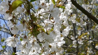 Free Chroma Key Background, Hawthorn, Shrub, Woody Plant, Tree, Vascular Plant