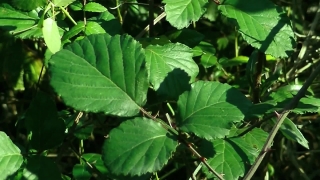 Free Chroma Key Stock Footage, Plant, Tree, Woody Plant, Poison Ash, Leaves