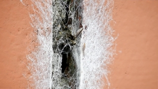 Free Church Background Loops, Cobweb, Spider Web, Web, Spider, Texture