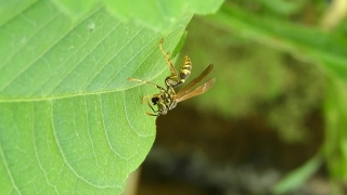 Free Church Motion Backgrounds, Insect, Arthropod, Leaf, Close, Wildlife