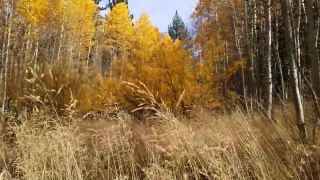 Free Church Motion Loops, Tree, Poplar, Woody Plant, Autumn, Forest