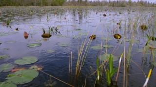 Free Cinematic Stock Footage, Swamp, Aquatic, Wetland, Water, Lake