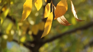 Free Cinematic Stock Video, Tree, Vascular Plant, Woody Plant, Plant, Leaves