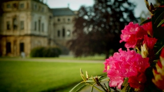 Free Cinematic Video No Copyright, Pink, Flower, Shrub, Plant, Rhododendron