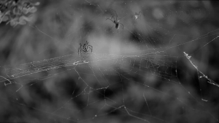 Free City Stock Footage, Spider Web, Web, Cobweb, Trap, Spider