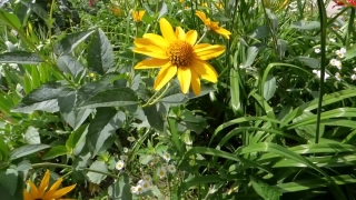 Free City Timelapse Stock Footage, Sunflower, Flower, Plant, Yellow, Herb