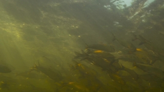 Free Civil War Stock Footage, Catfish, Fish, Platypus, Water, Soft-finned Fish