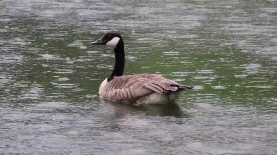 Free Clips Animation, Goose, Waterfowl, Bird, Aquatic Bird, Wildlife