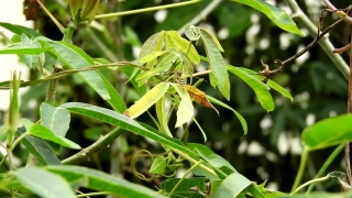 Free Clips For Edits, Plant, Mantis, Tree, Insect, Leaf