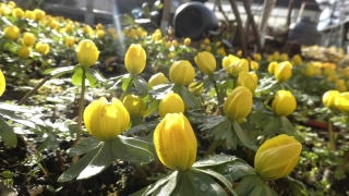 Free Clips For, Winter Aconite, Herb, Vascular Plant, Plant, Flower