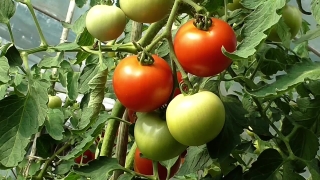 Free Clock Stock Footage, Cherry Tomato, Tomato, Vegetable, Tomatoes, Herb