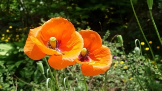 Free Clock Stock Video, Poppy, Flower, Angiosperm, Spermatophyte, Vascular Plant