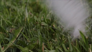 Free Clouds Timelapse Download, Plant, Vascular Plant, Grass, Field, Shrub