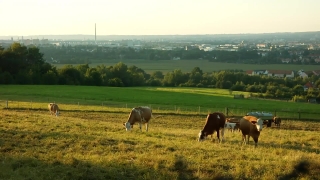 Free Color Grading Stock Footage, Cow, Farm, Pasture, Ranch, Grass