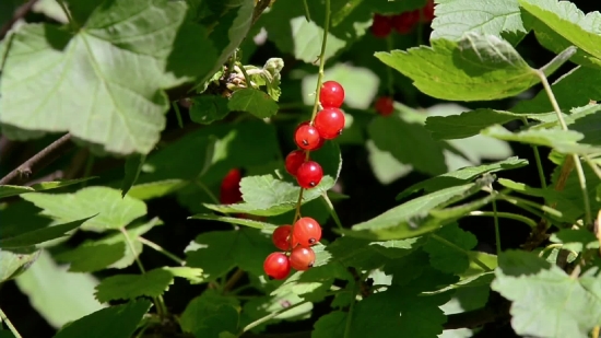 Free Commercial Stock Video, Currant, Berry, Fruit, Shrub, Ripe