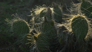 Free Commercial Stock Video, Plant, Vascular Plant, Tree, Cactus, Woody Plant