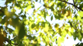 Free Commercial Videos, Tree, Plant, Leaf, Branch, Leaves