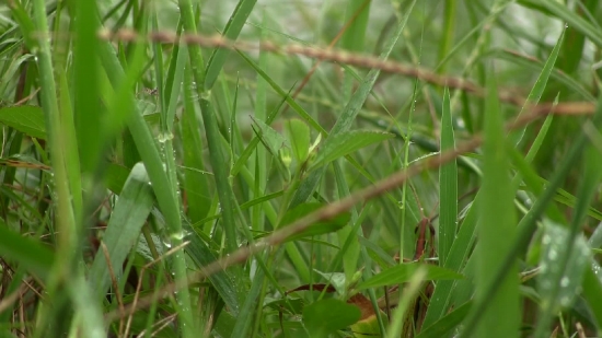 Free Computer Animation Clips, Plant, Grass, Field, Growth, Spring