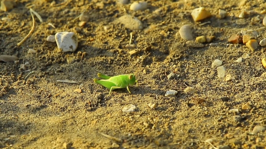 Free Computer Animation Video, Green Lizard, Lizard, Insect, Leaf, Grasshopper