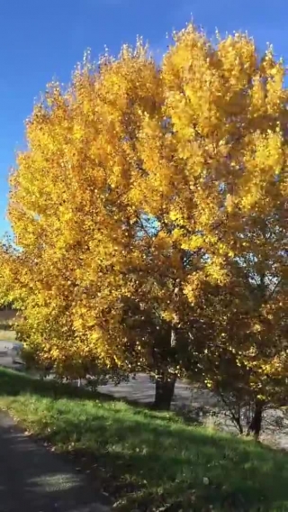 Free Computer Stock Video, Tree, Woody Plant, Autumn, Poplar, Fall