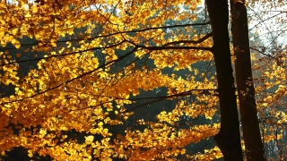 Free Concert Stock Video, Tree, Autumn, Maple, Fall, Leaves